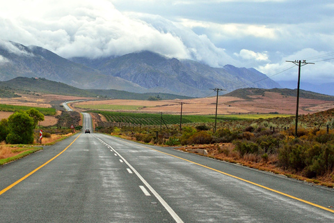 Von Kapstadt aus: 5-tägige Best of Garden Route und Addo SafariTour mit geteiltem Schlafsaal in einer Backpacker-Unterkunft