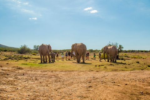 Von Kapstadt aus: 5-tägige Best of Garden Route und Addo SafariTour mit geteiltem Schlafsaal in einer Backpacker-Unterkunft