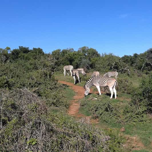 South African Wildlife and Safari 2-Day Tour from Cape Town | GetYourGuide