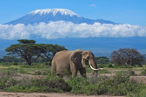 Nairobi: Overnight Safari Trip do Parku Narodowego AmboseliOpcja standardowa