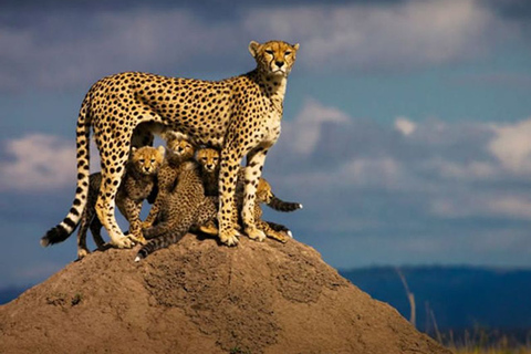 Private Safari über Nacht zur Masai MaraPrivate Safari über Nacht zur Masai Mara in Luxus-Unterkunft