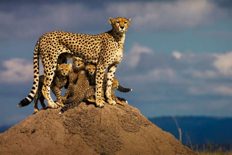 Nuit en safari privé à Masaï MaraNuit en safari privé à l'hébergement de luxe du Masaï Mara