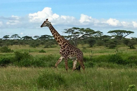 Nuit en safari privé à Masaï Mara