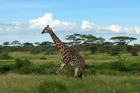 Durante la noche Safari privado a Masai Mara