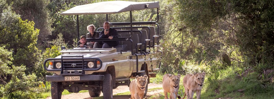 Botlierskop Private Game Reserve: 3-Hour Guided Game Drive