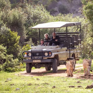 Reserva de Fauna Botlierskop: Safári Guiado de 3 Horas