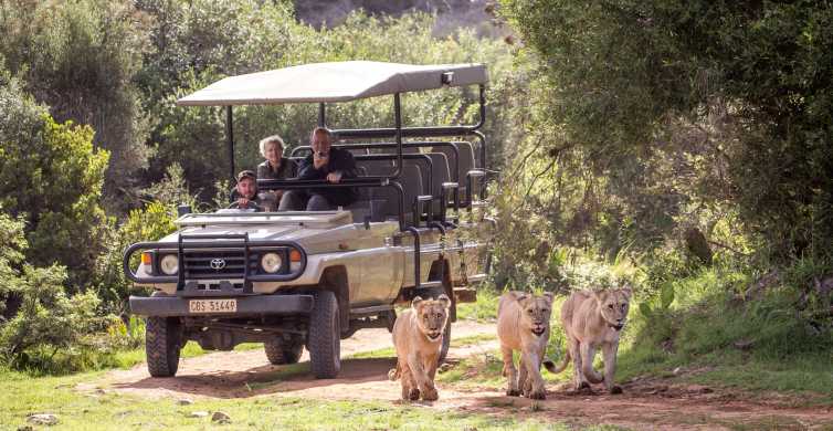 Botlierskop Private Game Reserve 3 Hour Guided Drive