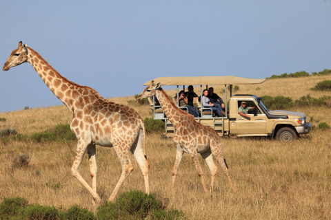 Little Brak River: Botlierskop Guided Game Drive