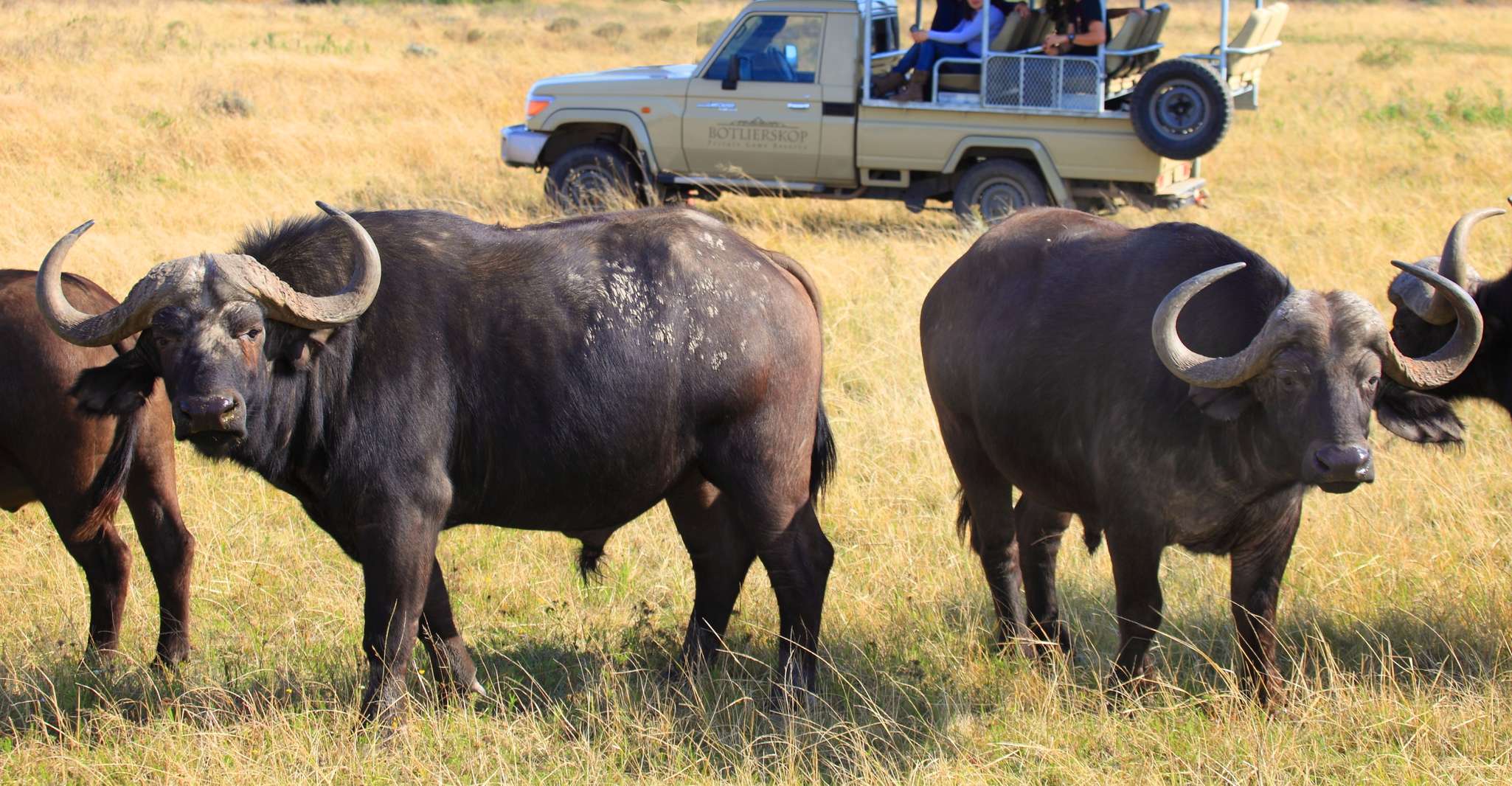 Little Brak River, Botlierskop Guided Game Drive - Housity