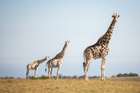 Little Brak River: Botlierskop Guided Game Drive