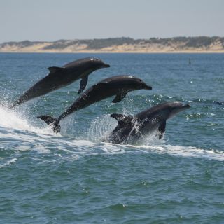 Koombana Bay: Dolphin Eco Cruise