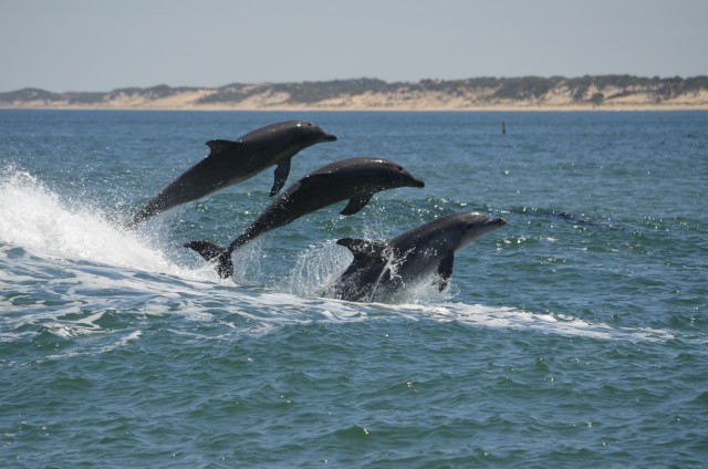 Visit Koombana Bay Dolphin Eco Cruise in Bunbury