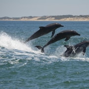 Koombana Bay: Dolphin Eco Cruise