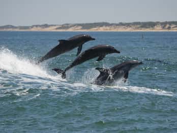Koombana Bay: Dolphin Eco Cruise