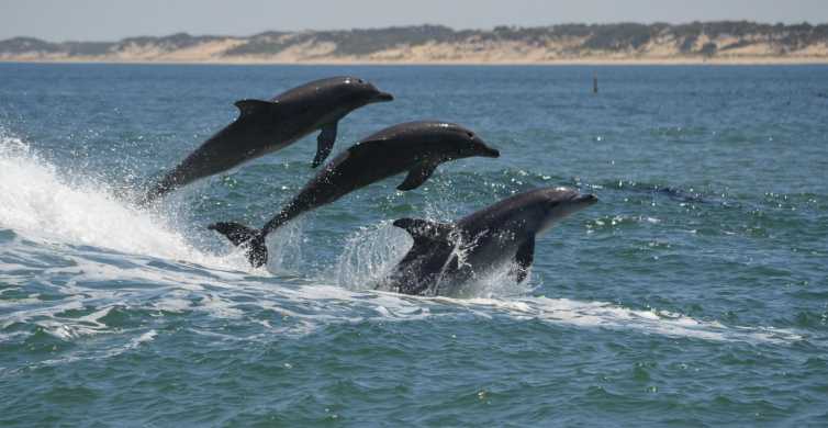 Koombana Bay Dolphin Eco Cruise GetYourGuide