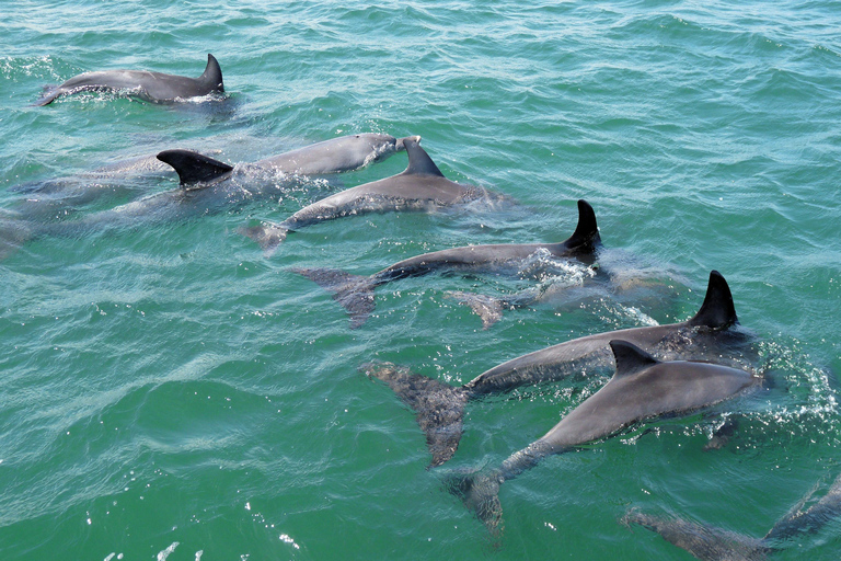 Koombana Bay: Dolphin Eco Cruise