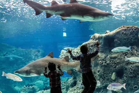 Héraklion : billet au CRETAquarium