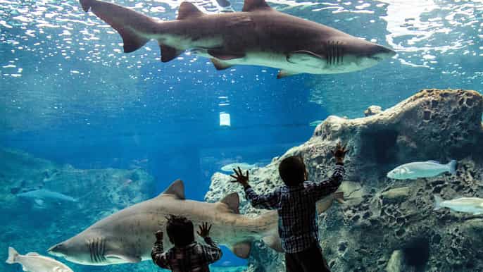 heraklion cretaquarium admission ticket