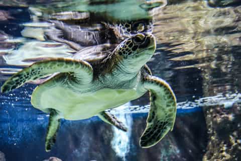 Iraklio: Eintrittskarte zum CRETAquarium