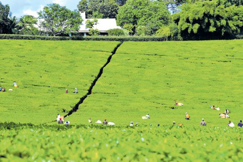 Day Tour to Kiambethu Tea Farm