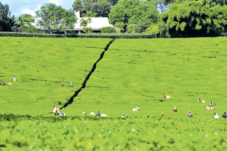 Dagtocht naar Kiambethu Tea Farm