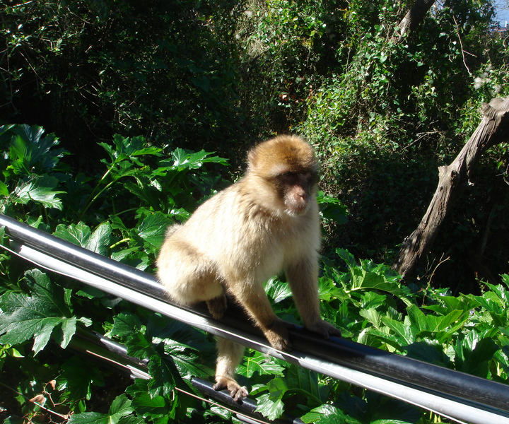 From Tarifa Area: Gibraltar Sightseeing Tour