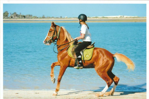 Djerba : 2 Hours Horse Riding in the Blue Lagoon