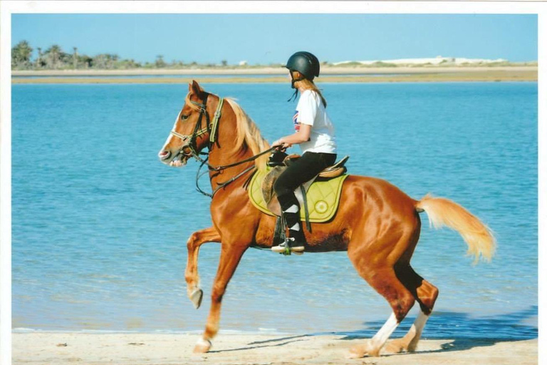 Djerba : 2 Hours Horse Riding in the Blue Lagoon