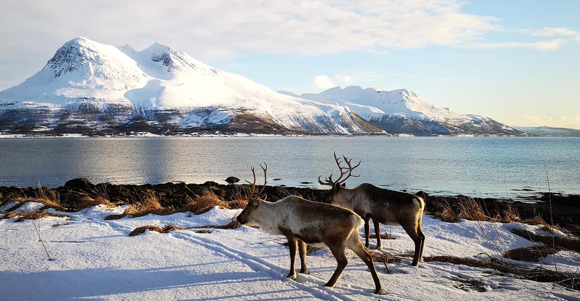 Tromsø FjordTagestour und Insel Kvaloya GetYourGuide