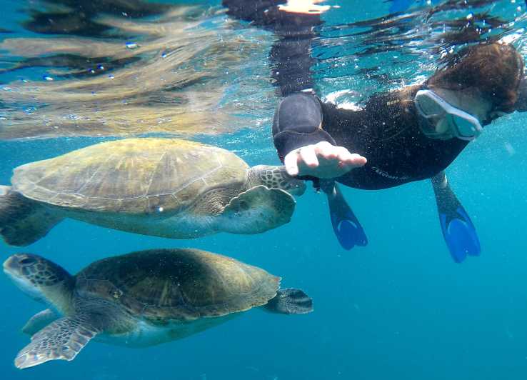 Tenerife: escursione con snorkeling tra le tartarughe