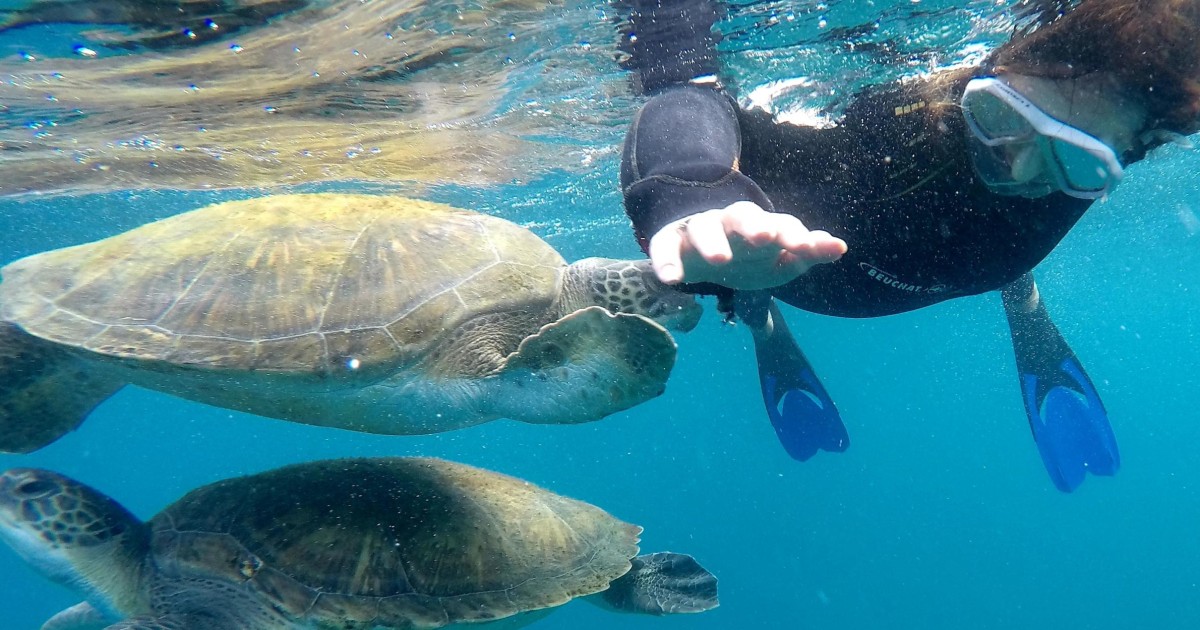 Teneriffa: Schnorchel-Tour mit Schildkröten | GetYourGuide