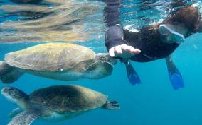Tenerife: Snorkeling Trip in the Turtle Area