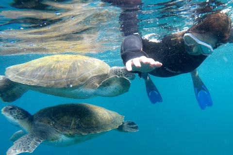 Tenerife : excursion snorkeling dans la zone des tortuesTenerife : excursion snorkeling dans un habitat de tortues