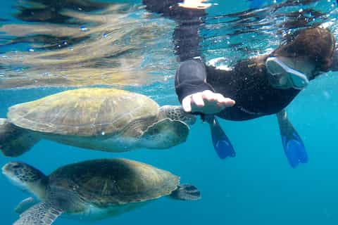 Tenerife: excursión de buceo en la zona de tortugas