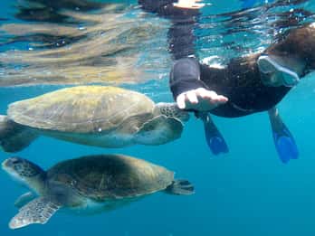 Teneriffa: Schnorchel-Tour mit Schildkröten Teneriffa: Schnorchel-Tour mit Schildkröten