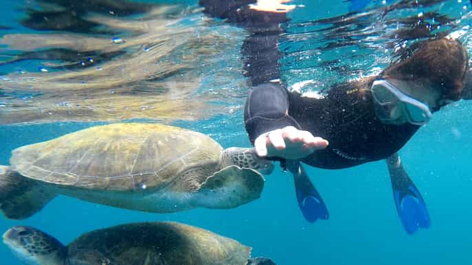 Tenerife: Snorkeling Trip in the Turtle Area