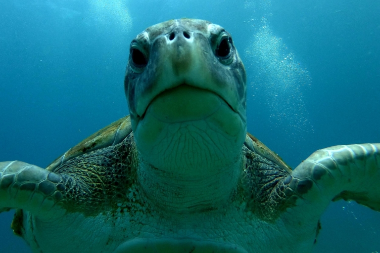 Teneryfa: Nurkowanie z rurką w siedlisku żółwi