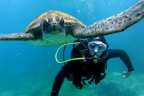 Tenerife: Discover Scuba Diving