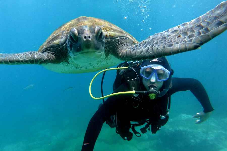 Teneriffa: Anfänger-Tauchgang im Schildkrötengebiet Puerto Colon