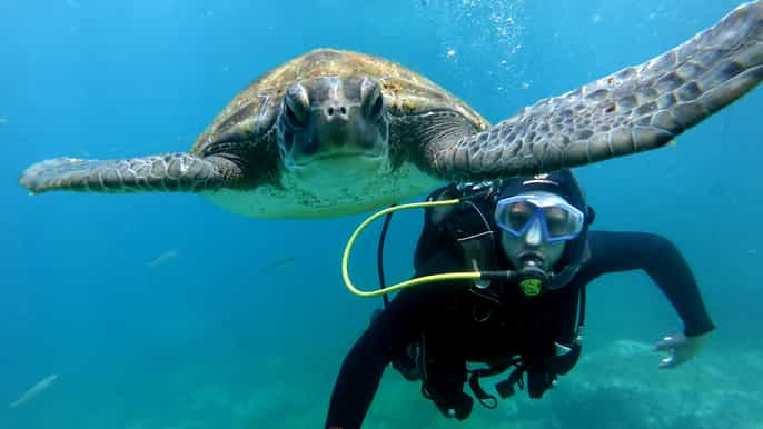 Tenerife: Experiencia de Buceo para Principiantes en la Zona de las Tortugas