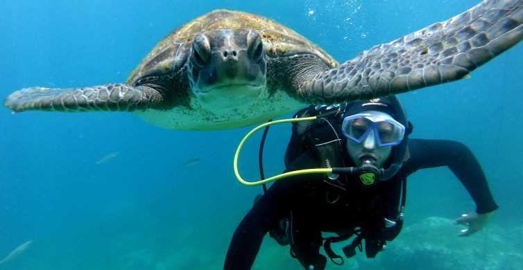 Tenerife: immersione per principianti con tartarughe