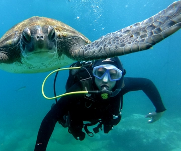 Tenerife: Beginners Scuba Dive Experience in Turtle Area