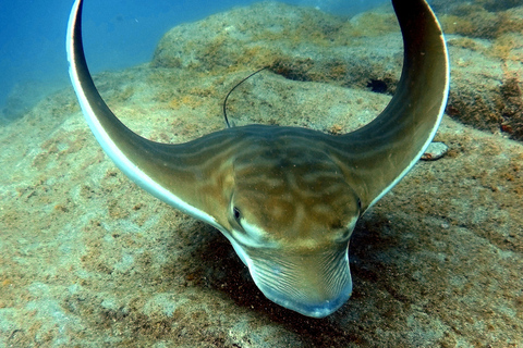 Tenerife: Beginners Scuba Dive in Puerto Colon Turtle Area