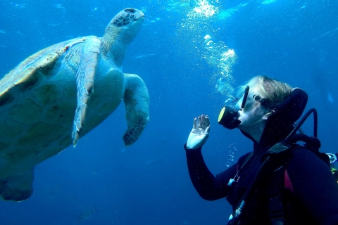 Tenerife : Plongée pour débutants dans la zone des tortues de Puerto ColonTenerife : plongée pour novices dans la zone des tortues de Puerto Colon