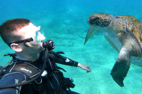 Tenerife: Scuba Dive for Beginners In Turtle Area