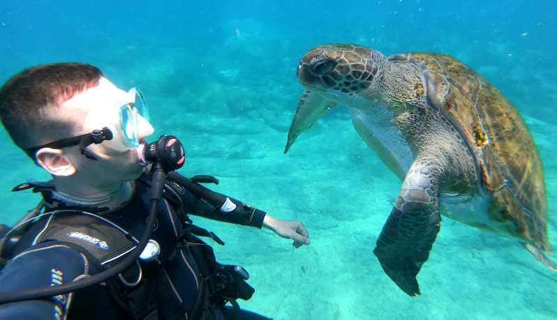 Teneriffa: Sukellus aloittelijoille kilpikonnaalueella