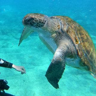 Teneryfa: nurkowanie dla początkujących w rejonie żółwi