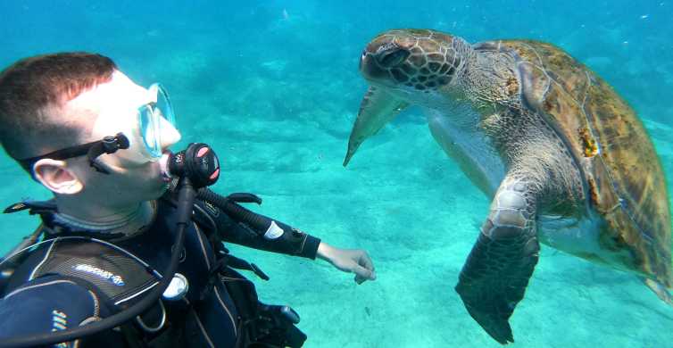 Tenerife Scuba Dive for Beginners In Turtle Area GetYourGuide