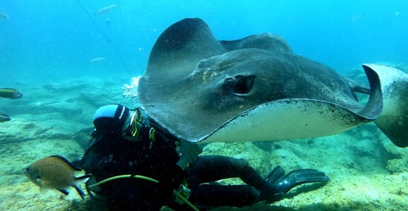 Scuba Diving Trips for Certified Divers in Tenerife