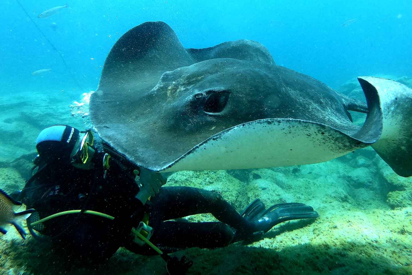 Scuba Diving trips for Certified Divers in Tenerife - Scuba Diving trips for Certified Divers in Tenerife